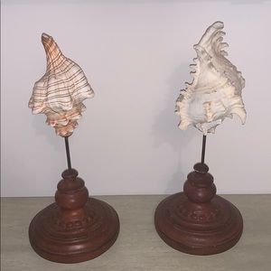 Shell  decor